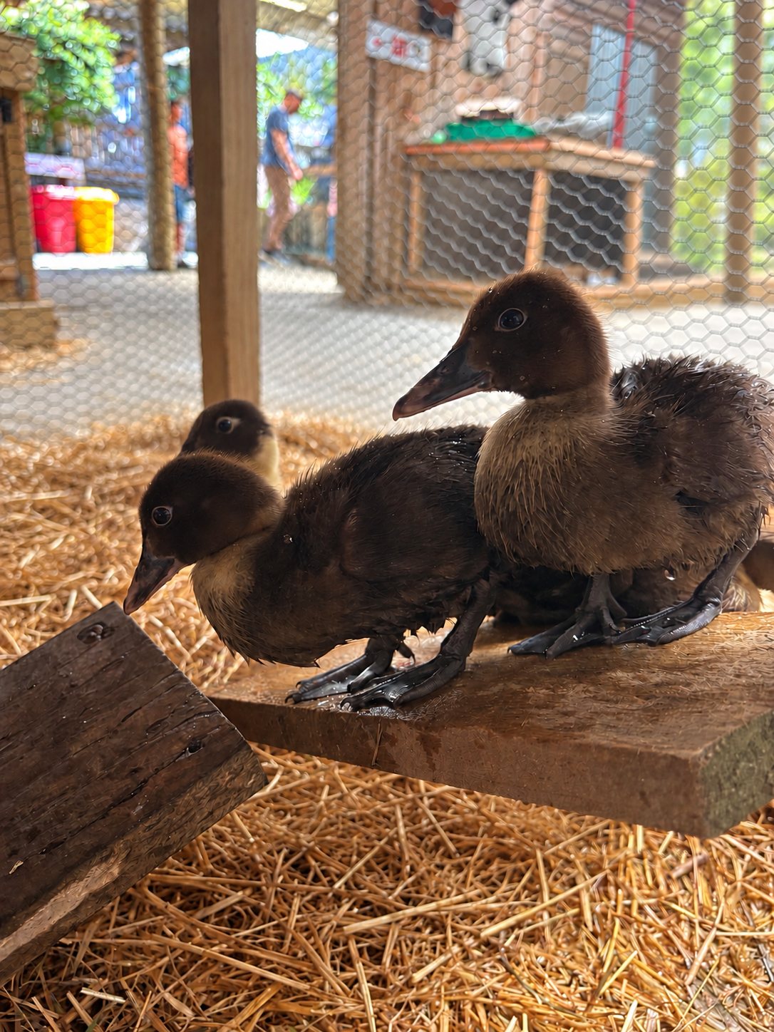 Three Muscovy ducklings on a plank in the straw