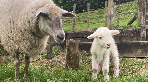 A ewe and her new lamb in the paddock