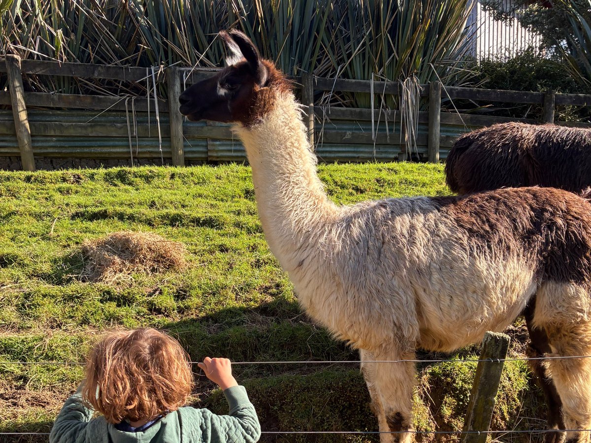 A young boy at the fence watching a llama