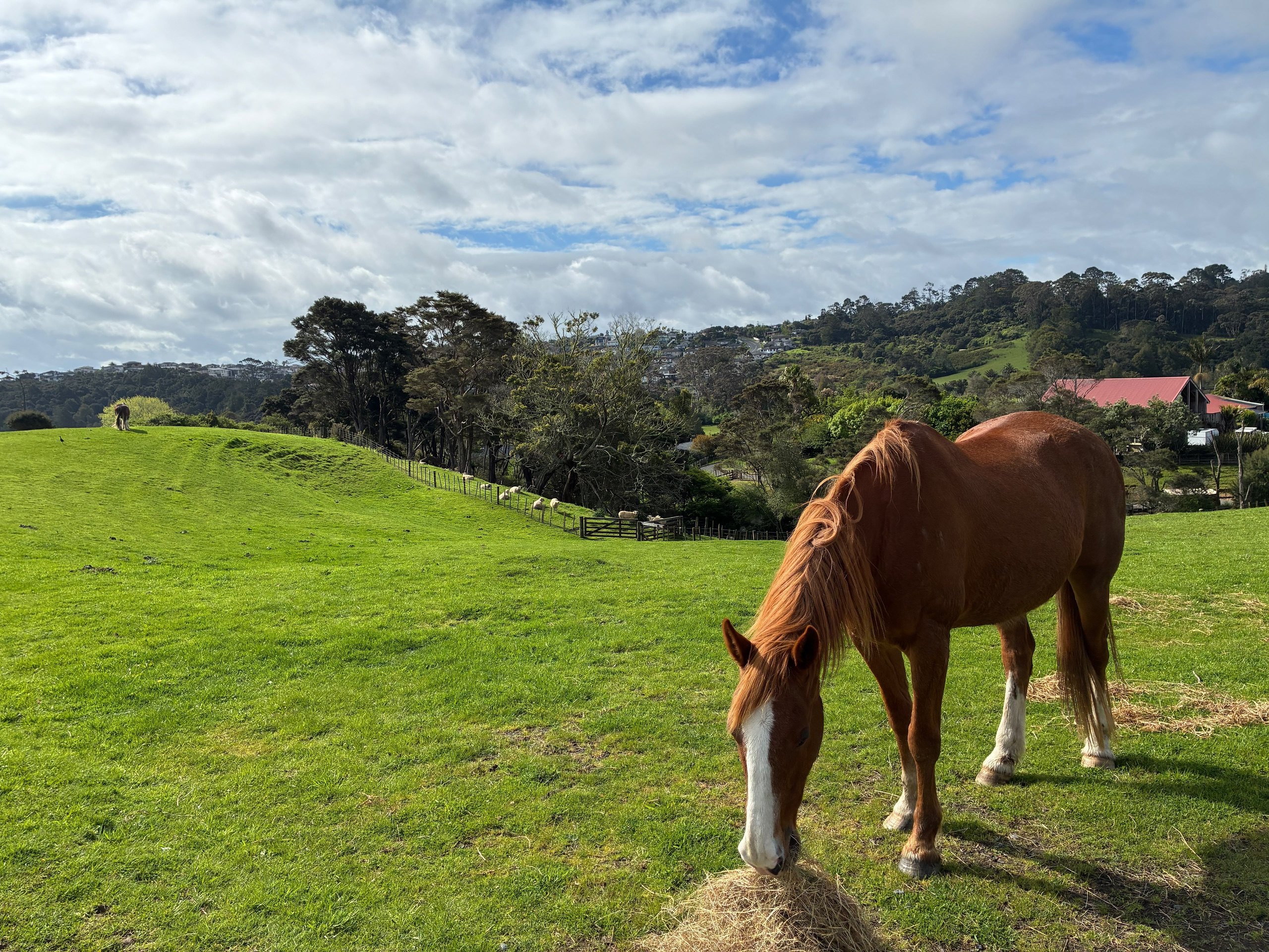 A chestnut horse grazing in the paddock, with sheep along the fence line and green hills behind