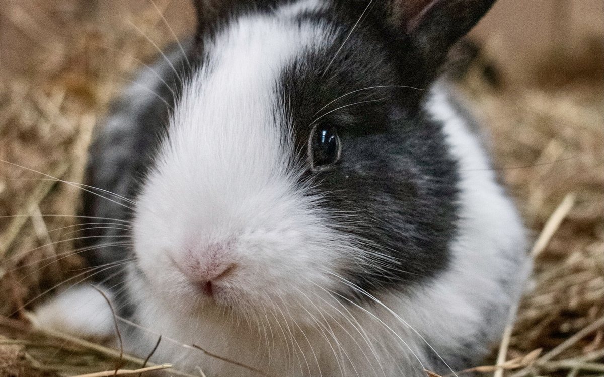 A young rabbit in the straw in the Animal Nursery