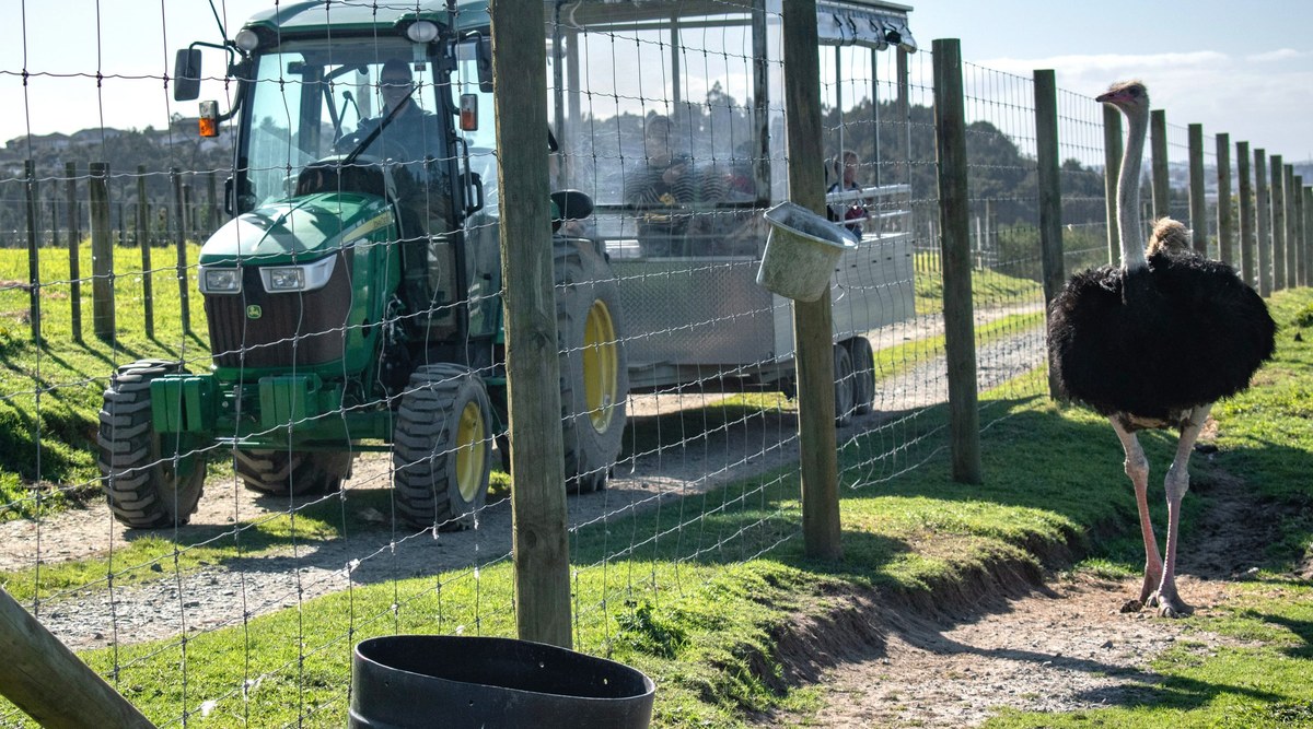 The tractor ride passing an ostrich in the paddock