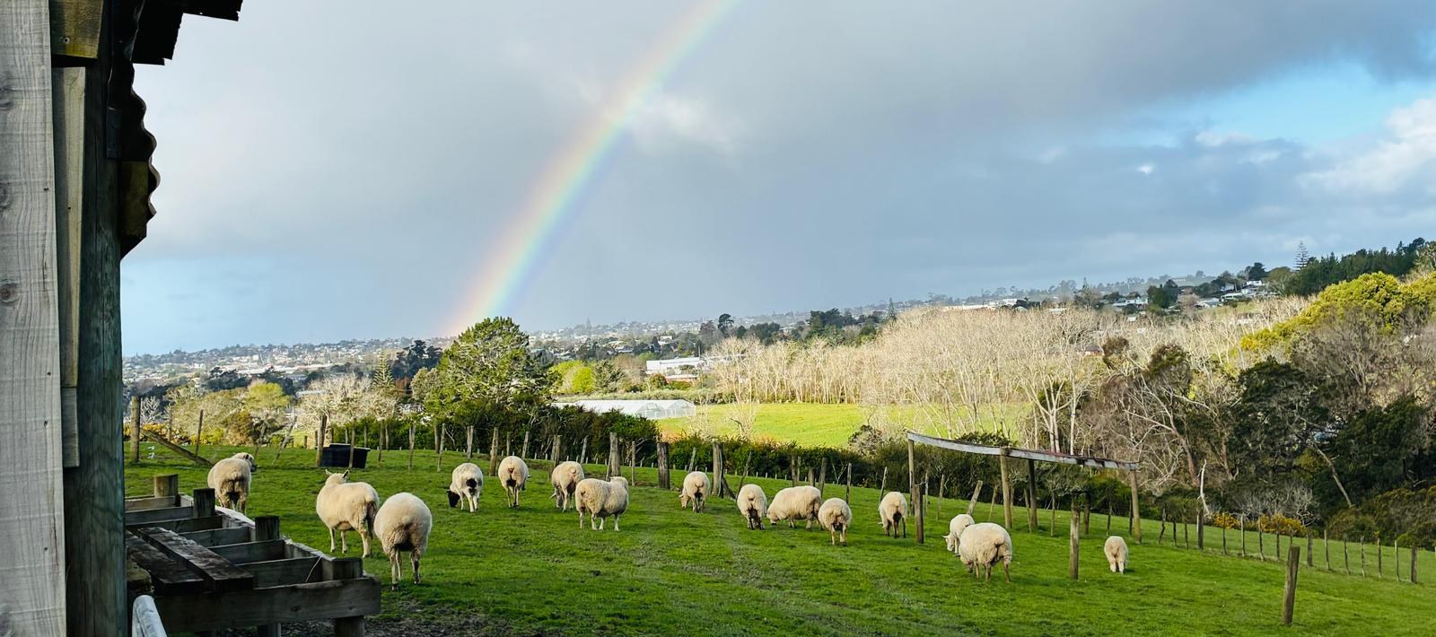A rainbow over the sheep grazing in the paddock