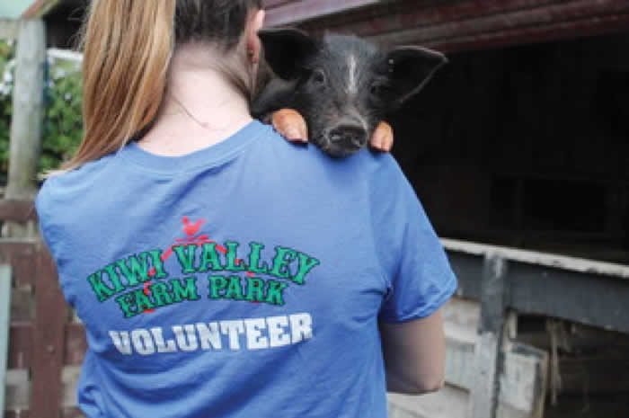 A volunteer carrying a pig